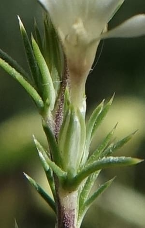 Leptodactylon pungens, C. Davidson 13670--ID. Hwy 20 W of Arco. Open basalt flow. 18 Jun 2017. DSC02519 (76).JPG