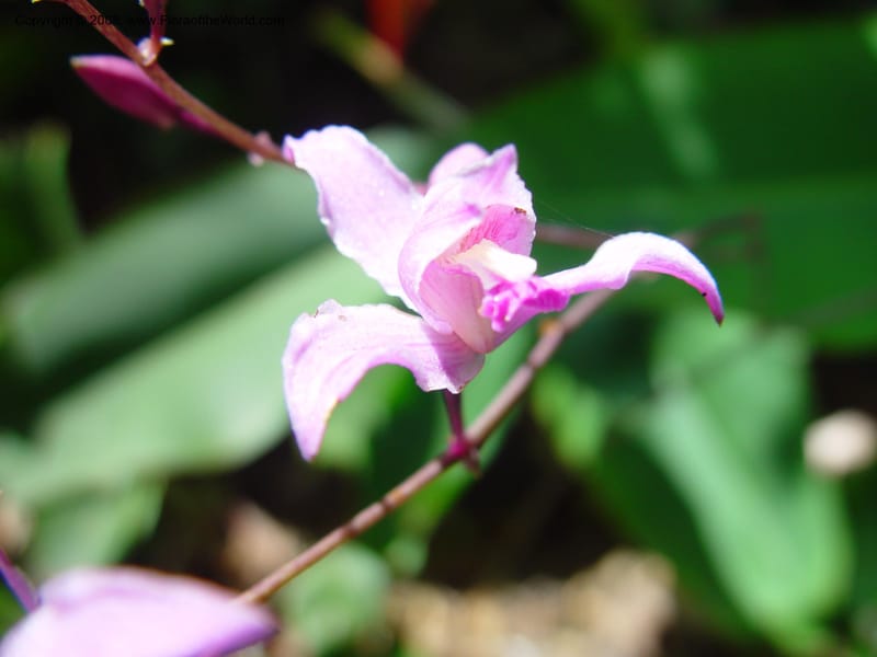 Bletia purpurea--FL. Fairchild  Tropical Garden. 6 Apr 03. 346.jpg