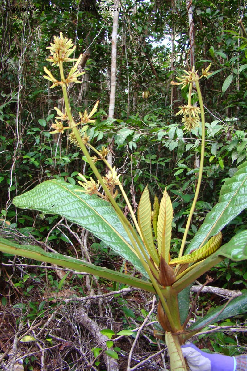 Ladenbergia, Vasquez 35053--Peru. Loreto. Dto. Iquitos. Res. Allpahuayo-Mishana. 19 Nov 08. 522 (9).jpg