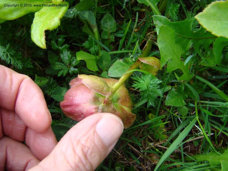 Helleborus niger, C. Davidson 11219--Slovenia, Stajerska Region, Menina Planina, 19 May 2008.  026 (6).jpg
