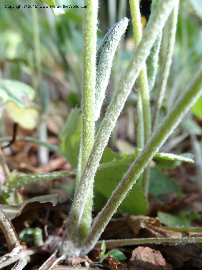Packera serpenticola, Davidson, C 12974--No. Carolina. Clay Co. Buck Cr. 13 May 2015. DSC04619 (61).JPG