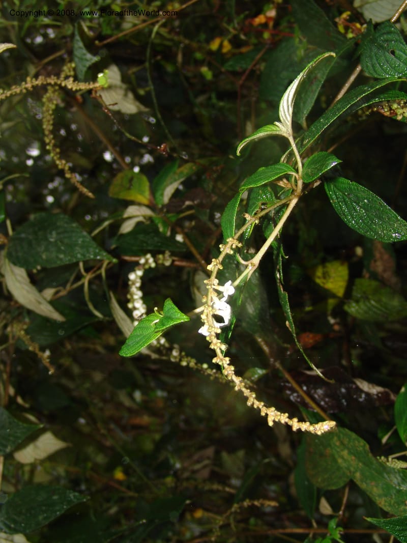 Gonzalagunia dependens, Croat94382--Ecuador. Prov. Pichincha. Reserva Bellavista. 9 Feb 05. 054.jpg