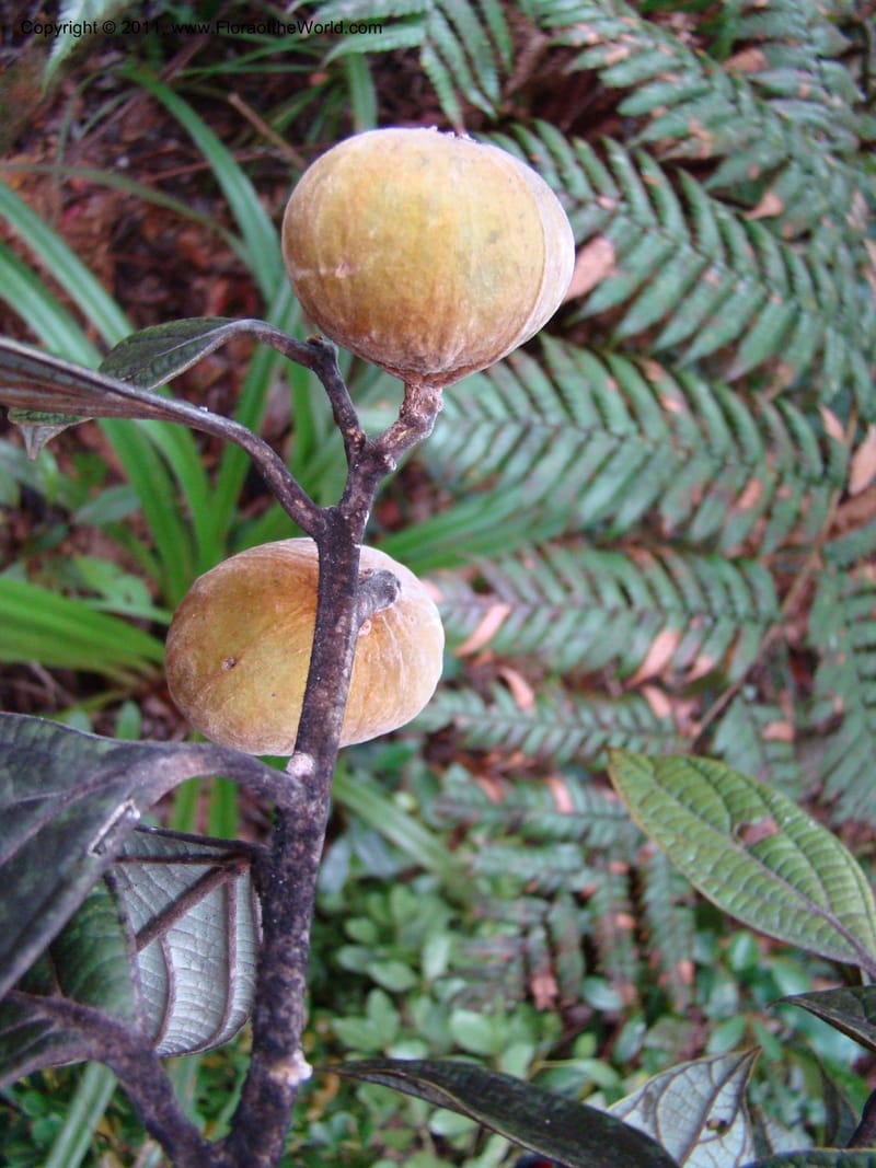 Cryptocarya, Munzinger, J 4851--New Caledonia,  Dogny, 19 Nov 2007, 97 (14).jpg