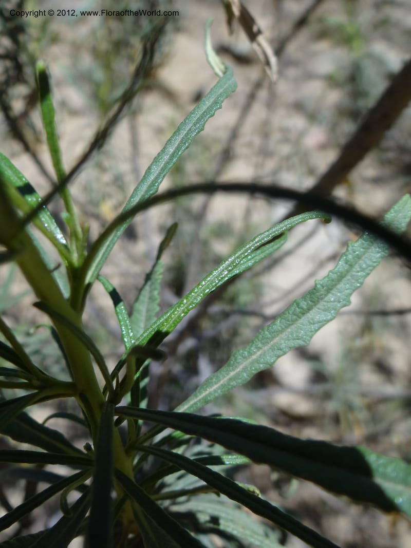 Eriodictyon angustifolium, Davidson, C 11943--AZ. Yavapai Co. Crown King Rd. 7 May 2012. DSC0894 1 (95).JPG