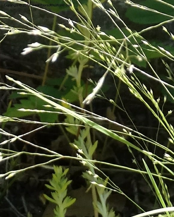 Agrostis scabra, Davidson, C 12566--Idaho. Valley Co. Payette Lake. Sylvan Beach. 12 Jul 2014. DSC09429 (258).JPG