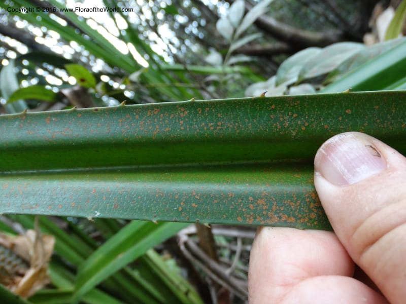 Pandanus occultus, Callmander, M 1184--Sabah. G. Silam. 1 Oct 2014. DSC00937 (24).JPG