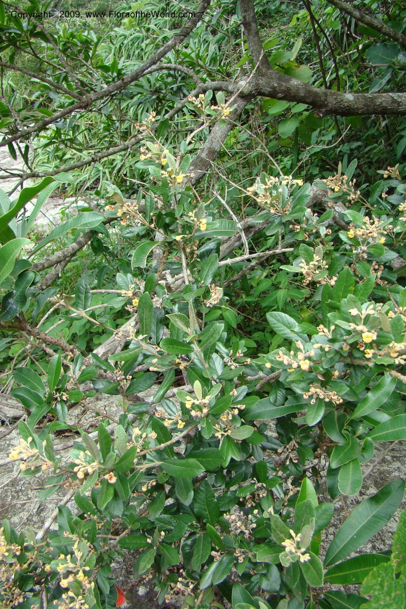 Anastrabe, Z. Rogers 1299--South Africa. KwaZulu-Natal. Krantzkloof Nat. Res. 24 Jan 09. 021.jpg