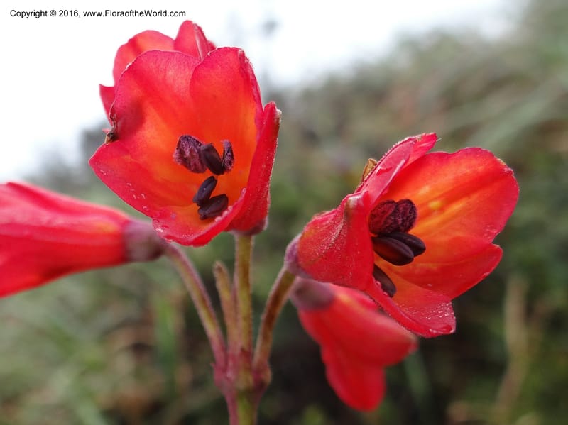 Bomarea, Ulloa, C 2327--Ecuador. Loja. Cerro Toledo. 30 Sep 2012. DSC05859 (221).JPG