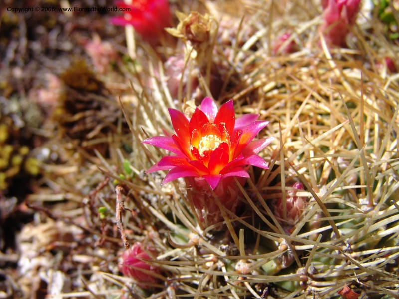 Echinopsis maximiliana, AAraujoM3008--Bolivia.  Prov.B.Saavedra. Charazani to La Paz. 20 Sep 06. 050.jpg