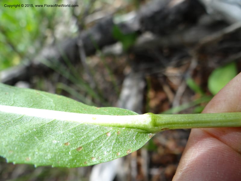 Wyethia, Mansfield, D 12-602--ID. Bear Lake Co. Mt. Sherman. 13 Jul 2012. DSC03473 (140).JPG
