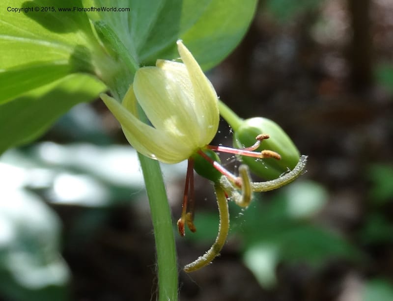 Mediola virginiana, Davidson, C 12947--North Carolina. Trans. Co. W Cradle of For. 11 May 2015. DSC03837 (55).JPG