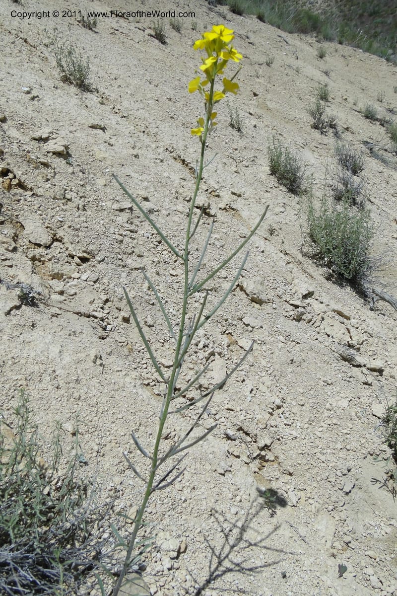 Erysimum capitatum, C. Davidson 11851--Oregon. Malheur Co. Leslie Gulch. 30 June 2011. 161 (9).jpg