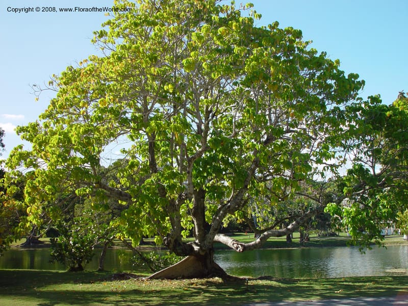 Sterculia ceramica, DF 235 M--FL. Fairchild Tropical Gard. 16 Jan 03. 032.jpg