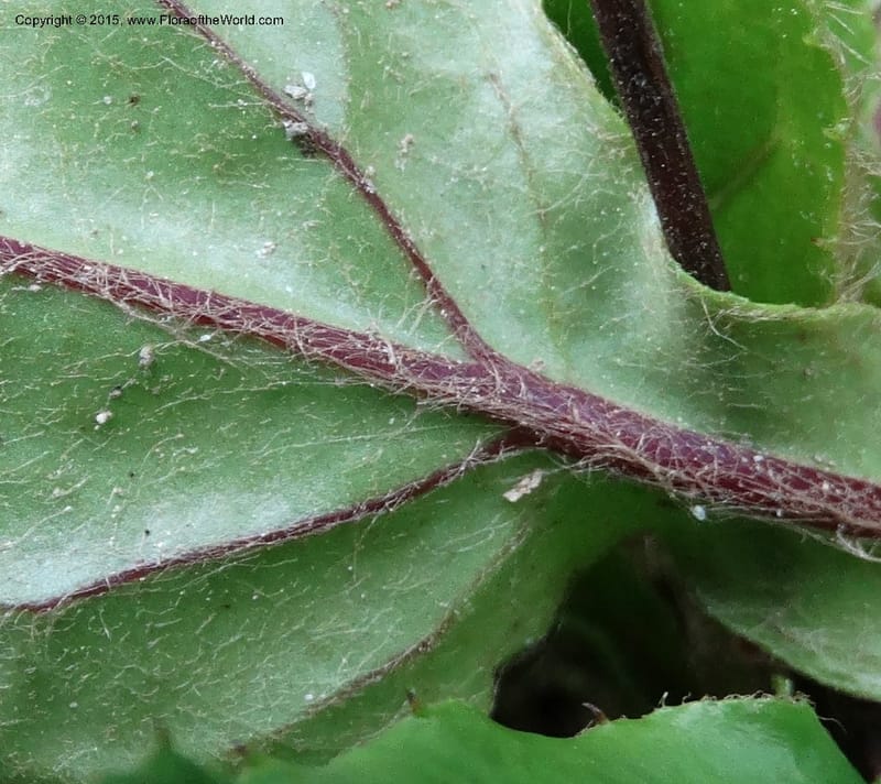 Ainsliaea, Boufford, D 43726--China. Sichuan. YangLiuPing to LongDianZi. 14 May 2014. DSC06764 (13).JPG