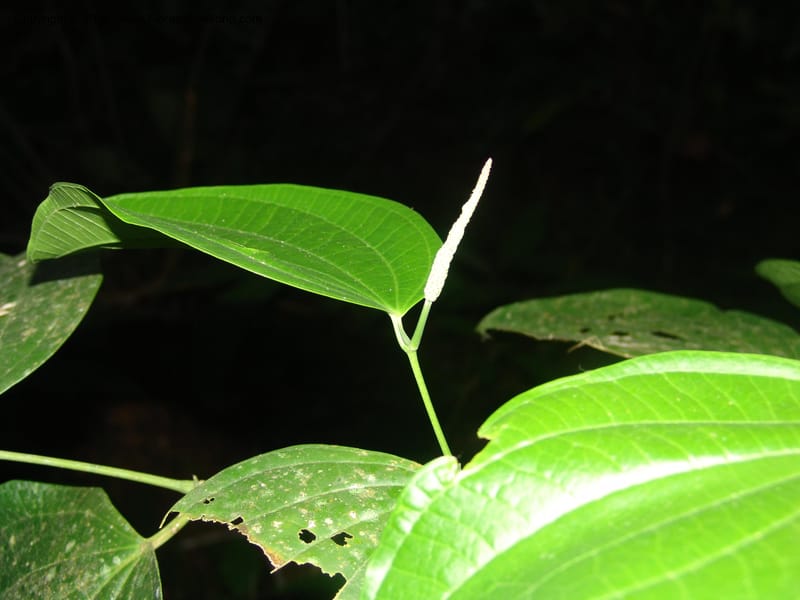 Piper reticulatum, AAraujoM1603--Bolivia. Pq. Nac. Madidi. Laguna Chalalan. 26 Nov 04. 746.jpg