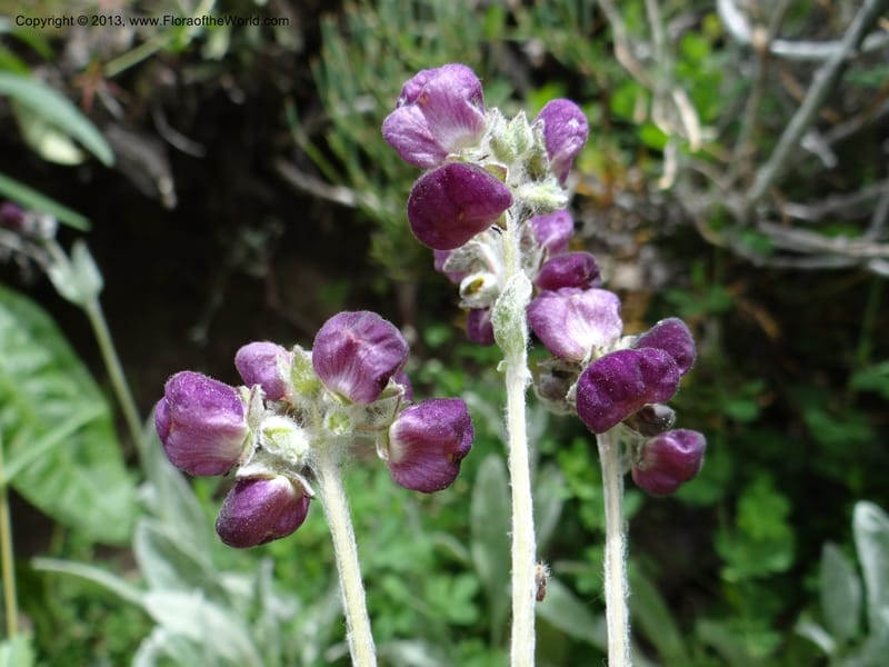 Calceolaria arachnoidea, WDS 34214--Chile. Cta 115. 11.5 km W of La Laguna. 22 Feb 2013. DSC02736 (94).JPG