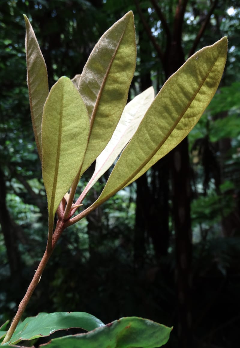 Pittosporum, Bruy, D 117--New Caledonia. Haute Robinson. 11 Nov. 2015. DSC00909 (172).JPG