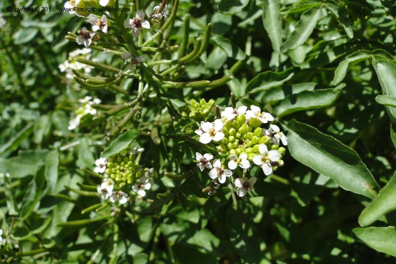 Nasturtium officinale, C. Davidson 11853--Oregon. Malheur Co. Leslie Gulch. 30 June 2011. 229 (23).jpg