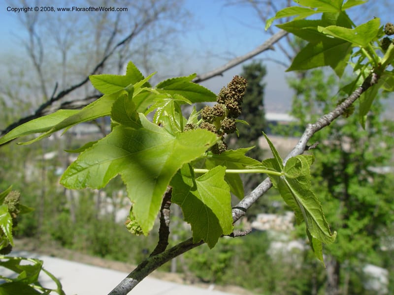 Liquidambar orientalis, 2002.0495--Spain. Barcelona Botanic Garden. 21 Apr 04. 220.jpg