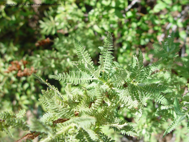 Chamaebatiaria millefolium--AZ. Arboretum at Flagstaff. 5 Jun 03. 058.jpg