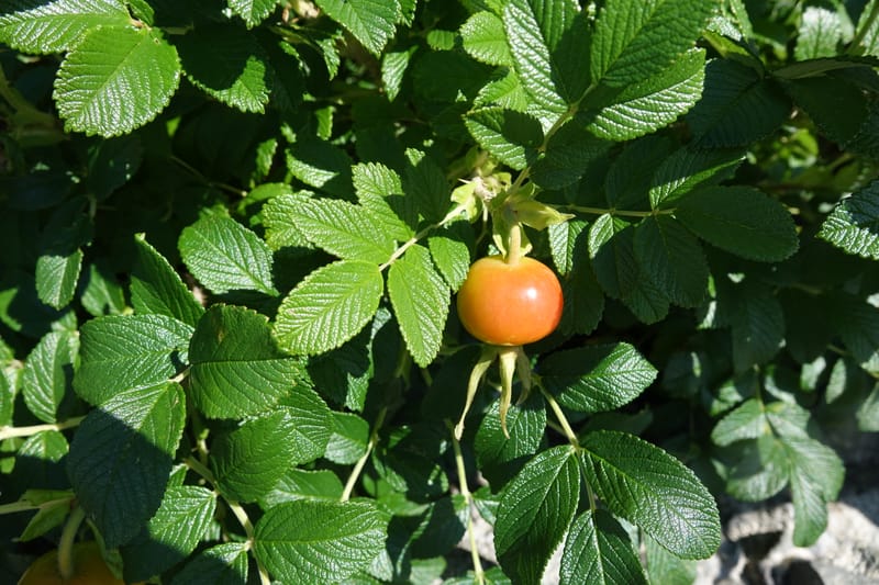 Rosa rugosa--Japan. Hokkaido. White Silver Waterfall. 5 Aug 2016. DSC01313 (12).JPG