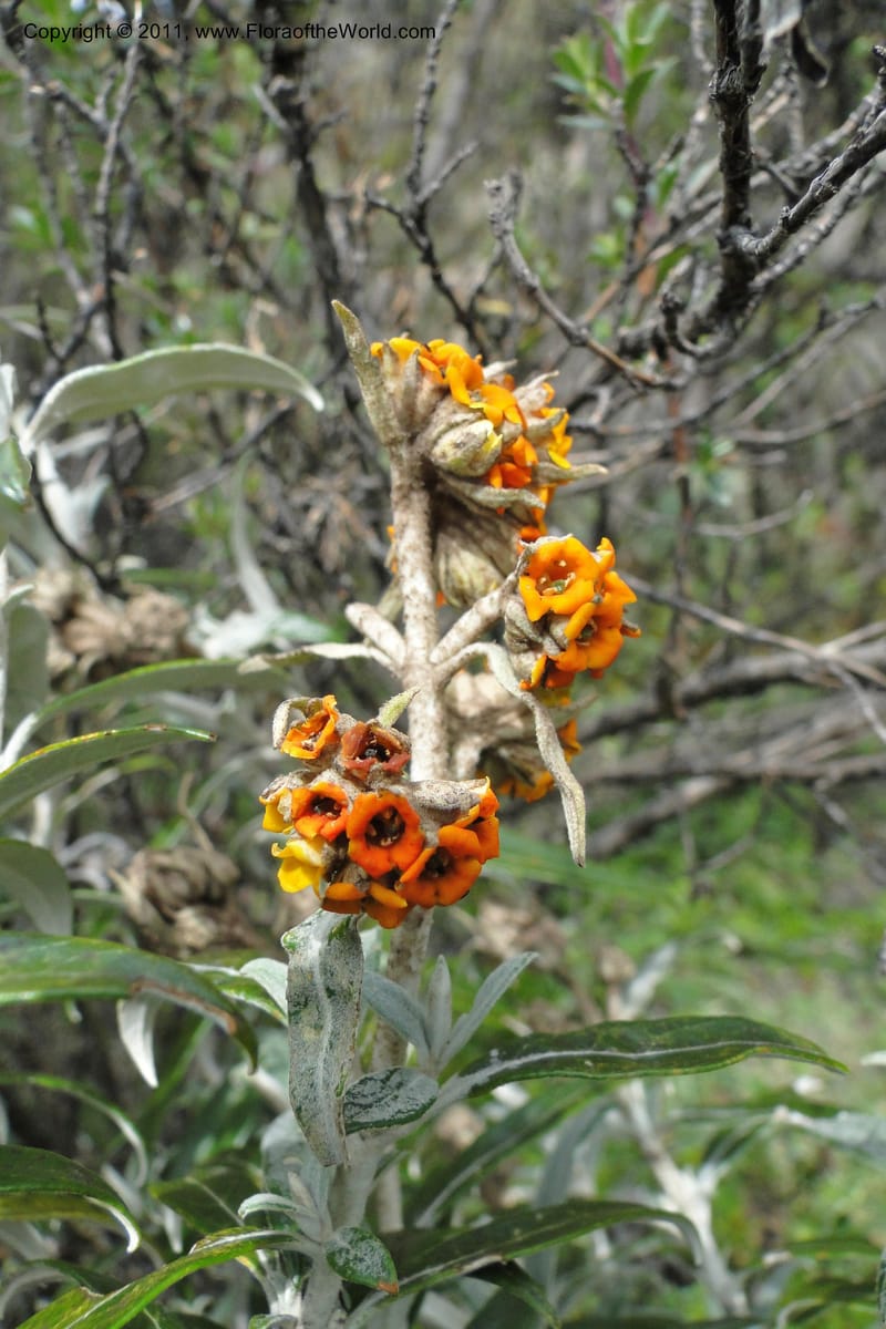 Buddleja incana, Ulloa 2067--Ecuador. Pichincha. Res. Ecol. Ilinizas. 4 June 2011. 321 (2).jpg