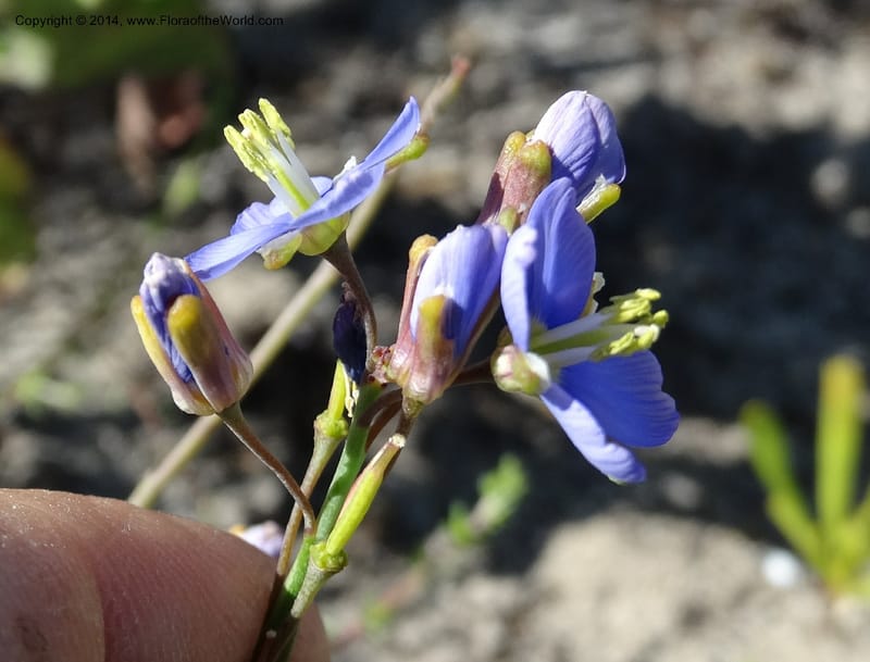 Heliophila, Davidson, C 12320--South Africa. Western Cape. E. side, Fernkloof. 24 Jan 2014. DSC01799 (165).JPG
