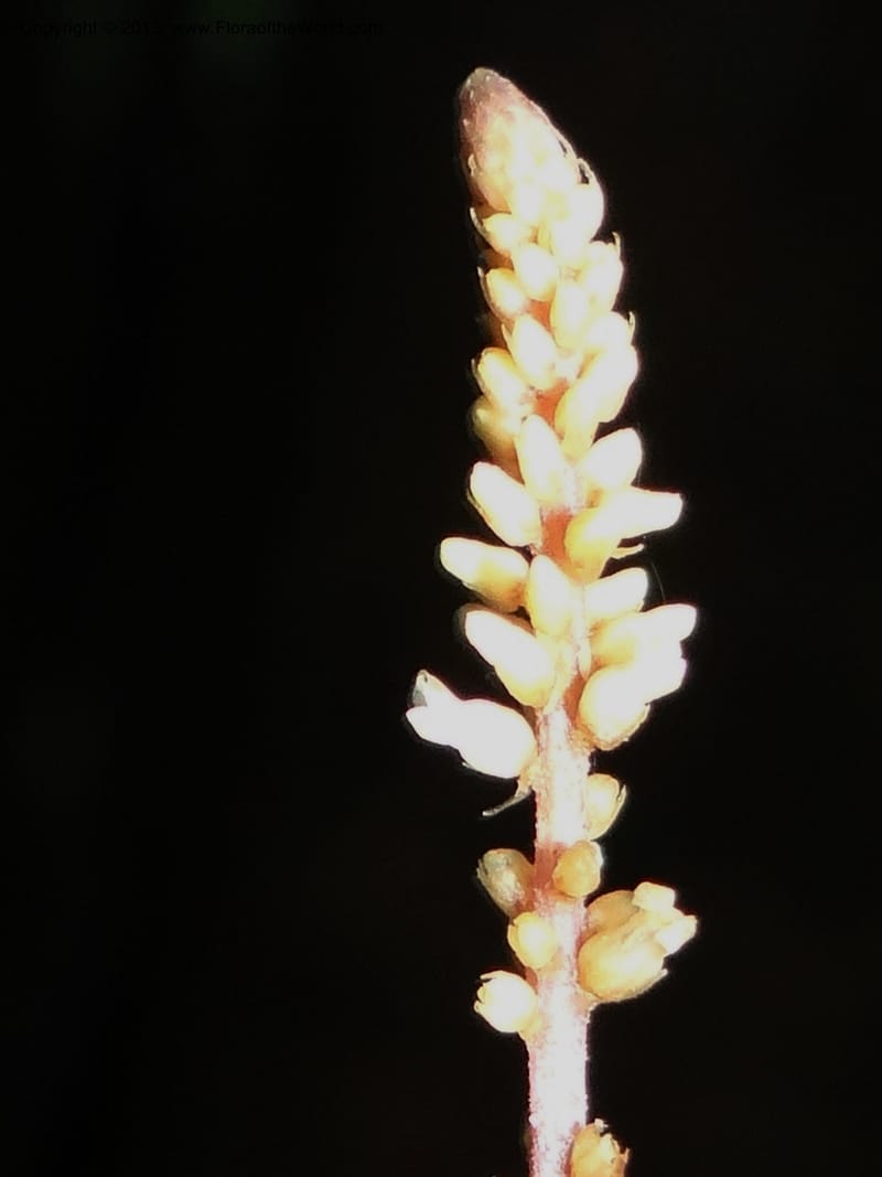 Epirhixanthes elongata, VC 5604--Thailand. Ranong . Klong Naka Wildlife Sanct. 14 Nov 2012. (309).JPG