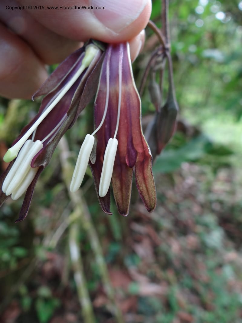 Merinthopodium neuranthum, Hammel 26105--Costa Rica. Road into Ranchos Tinamu. 3 Mar 2012. DSC03548 (100).JPG
