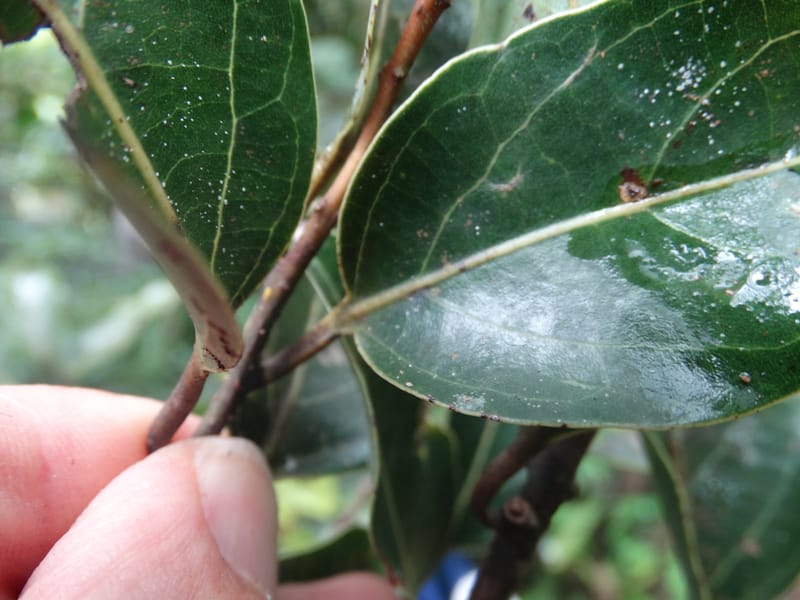 Cryptocarya turbinata, Munzinger, J 7359--Fiji. Waisali Rainf. Reserve. 4 Nov 2015. DSC08848 (110).JPG