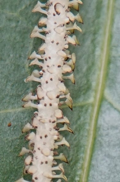 Piper bonii, D. Boufford 44107--China. Yunnan. Lao jun Shan. 30 Apr 2018. DSC00424 (399).JPG
