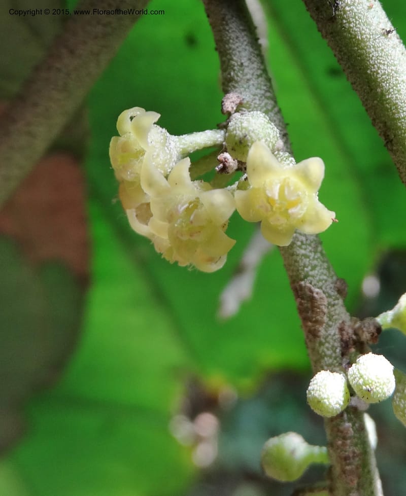 Octoknema, Davidson, C 12386--Cameroon. Bakengili Trail, Mt. Cameroon. 24 Mar 2014. DSC03587 (241).JPG