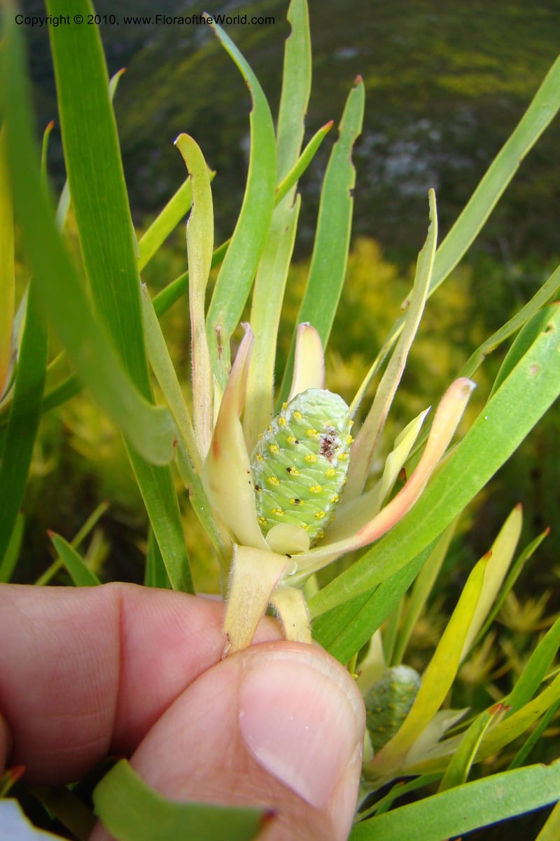Leucadendron eucalyptifolium, C. Davidson 11495--South Africa. W. Cape. Korente River. 22 Aug 09. 344 (109).jpg