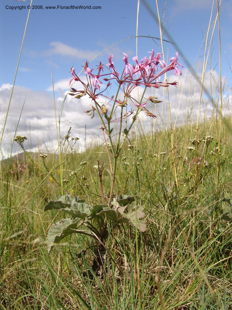 Pelargonium--So.Africa. E. Cape. Moonstone Farm, Quanti Area, Stut. 8 Mch 05. 067.jpg