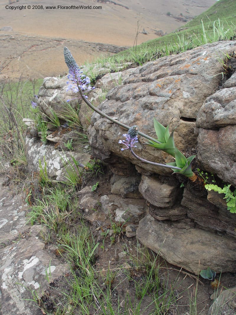 Scilla natalensis [Merwilla plumbea]--So. Africa. Drakensberg Mts. Giant's Castle. 4 Oct 03. 058.jpg