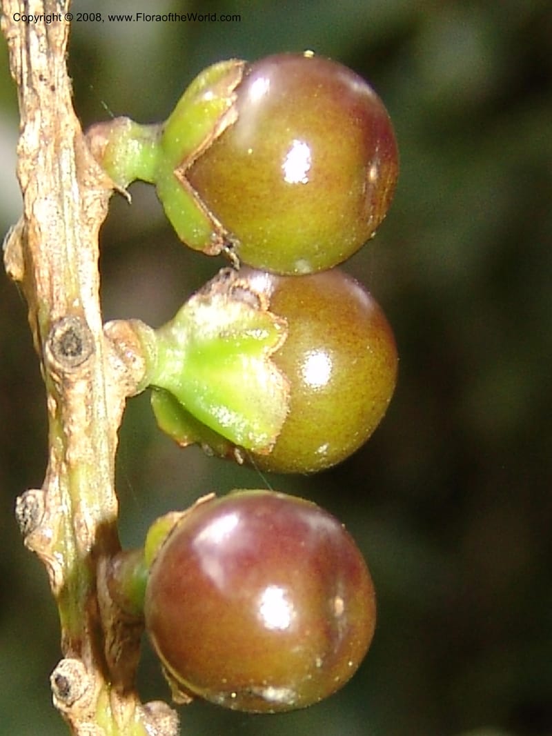 Citharexylum laurifolium, RVasquez33100--Peru. Cusco. Calca. Lares. Manto. 1 Nov 07. 096.jpg