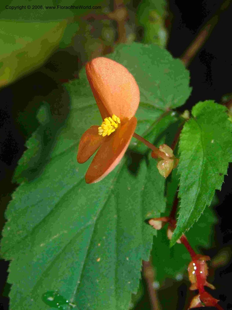 Begonia sutherlandii--So.Africa. Mpumal. Moodie Mts.  18 Mch 05. 418.jpg