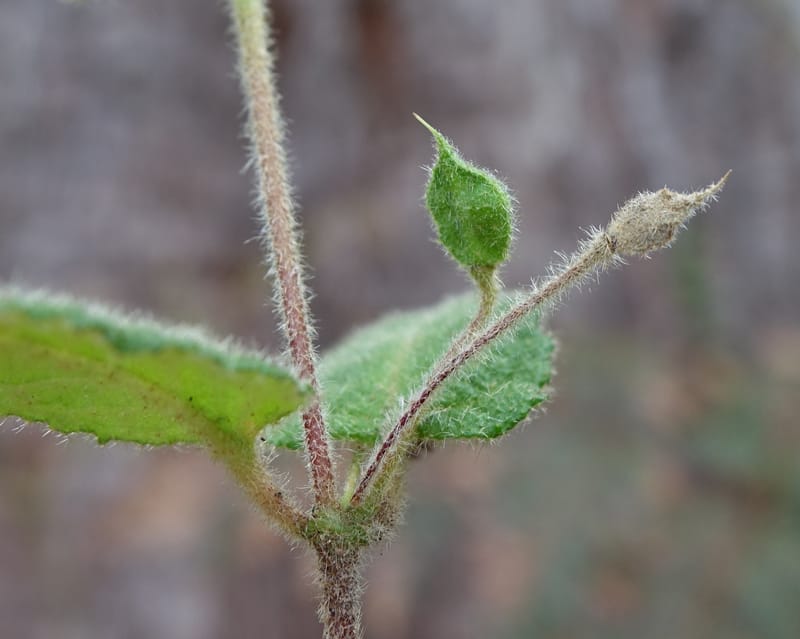 Tremandra stelligera, Davidson, C 13511--Australia. W.A. Valley of the Giants Rd. 29 Oct 2016. DSC06689 (106).JPG