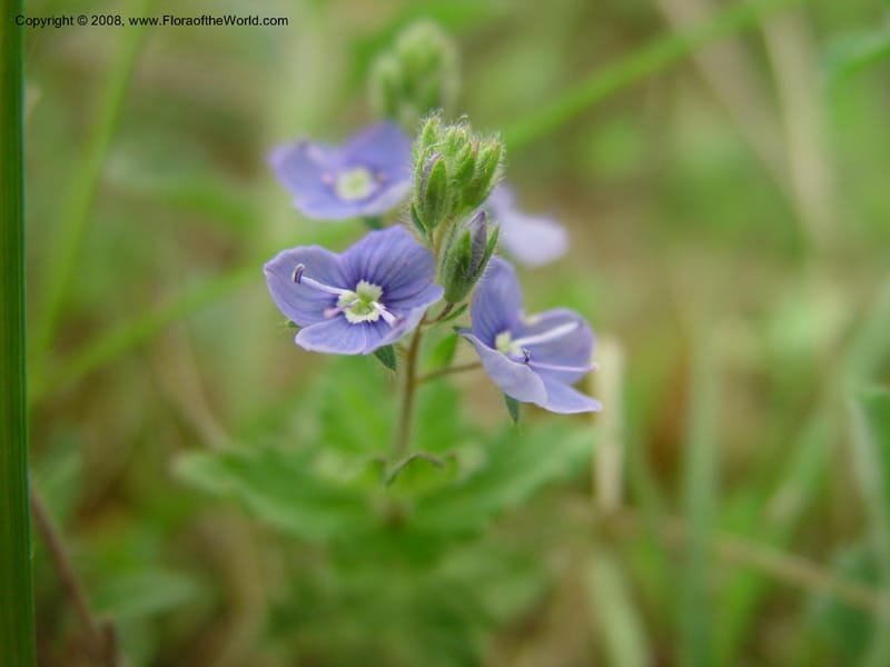 Veronica chamaedrys--Italy. Abruzzo. Parque Naz. Majella. 8 May 03. 036.jpg