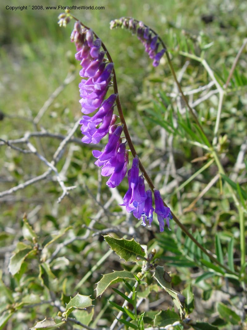 Vicia cracca--Spain. Prov. Barcelona. Parc del Garraf. 20 Apr 04. 156.jpg
