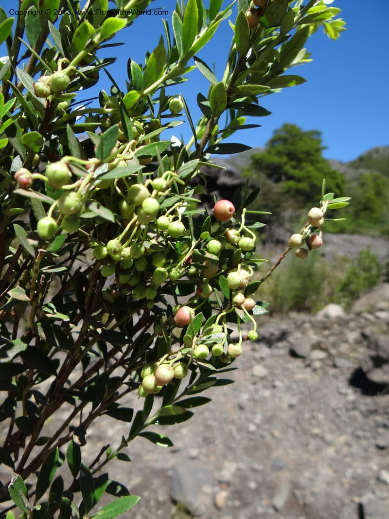 Gaultheria mucronata, WDS 34122--Chile. P.N. Laguna del Laja. 18 Feb 2013. DSC01736 (42).JPG