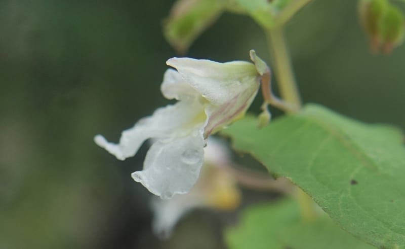 Impatiens apsotis, C. Davidson 13746--China. Yunnan. Tianbao Shan. 10 Aug 2017.  (191).JPG
