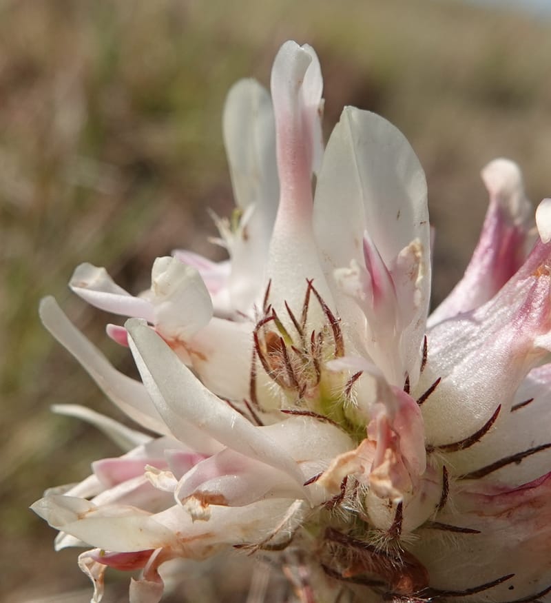 Trifolium macrocephalum, C. Davidson 13789--Oregon. Wallowa Co. Upper Camp Creek Canyon. 5 Jun 2018. DSC05225 (3).JPG