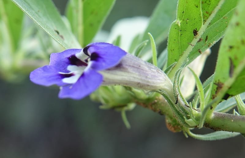 Aptosemum decumbens, L. Nanyeni 1279--Namibia. Hwy C 42 to Grootfontein. Odom 0. 30 Mar 2018. DSC04552 (3).JPG