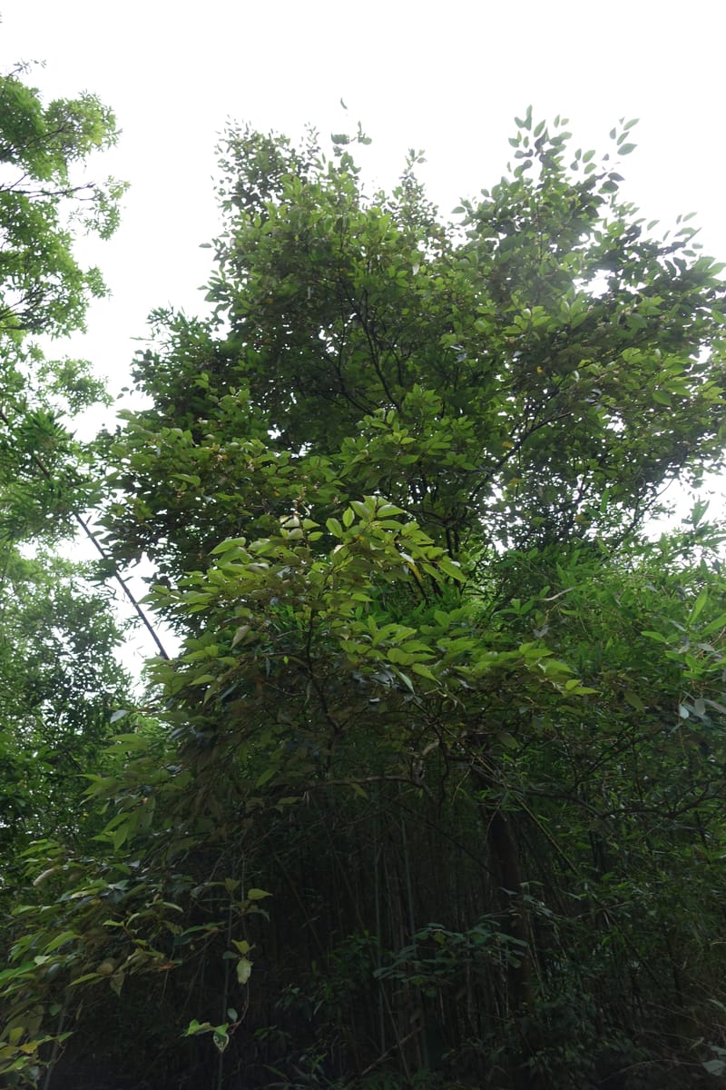 Styrax suberifolia, Chung Kuo-Fang 3354--Taiwan. Wulai Distr. Wulai village. Chia Jiao Liao. 19 May 2016.  (51).JPG