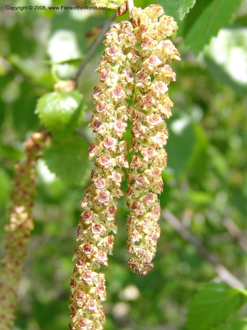 Betula litwinowii--Georgia. Kazbeki. Trail-road to Sameba Church. 2 Jun 05. 013.jpg