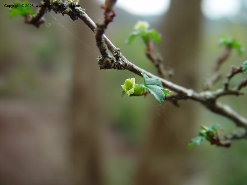 Ribes fasciculatum var. chinense. 80.1454--CA. UC Berkeley Bot. Gard. 11 Feb 03. 001.jpg