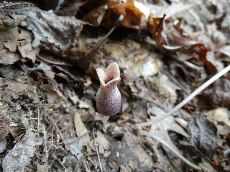 Asarum arifolium, Davidson, C 13035--Georgia. Stephens Co. Panther Cr. 18 May 2015.  (60).JPG