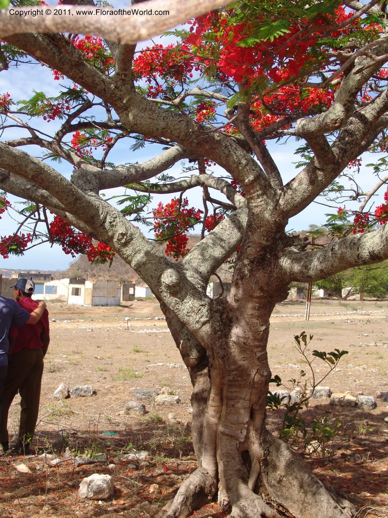 Delonix regia, ROR1560--Madag. Prov. Antsir. Orangea For. Pres. 9 Nov 06. 220 (7).jpg