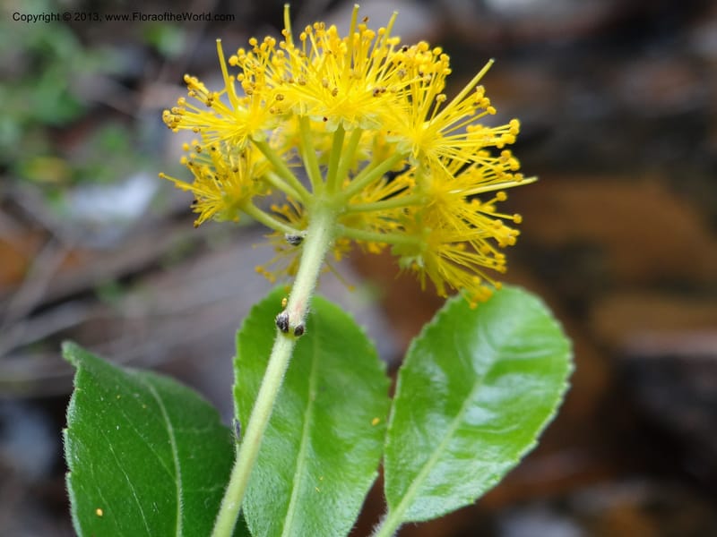 Azara, WDS 34074--Chile. Reserva Nac. Los Queules. 15 Feb 2013. DSC01158 (65).JPG
